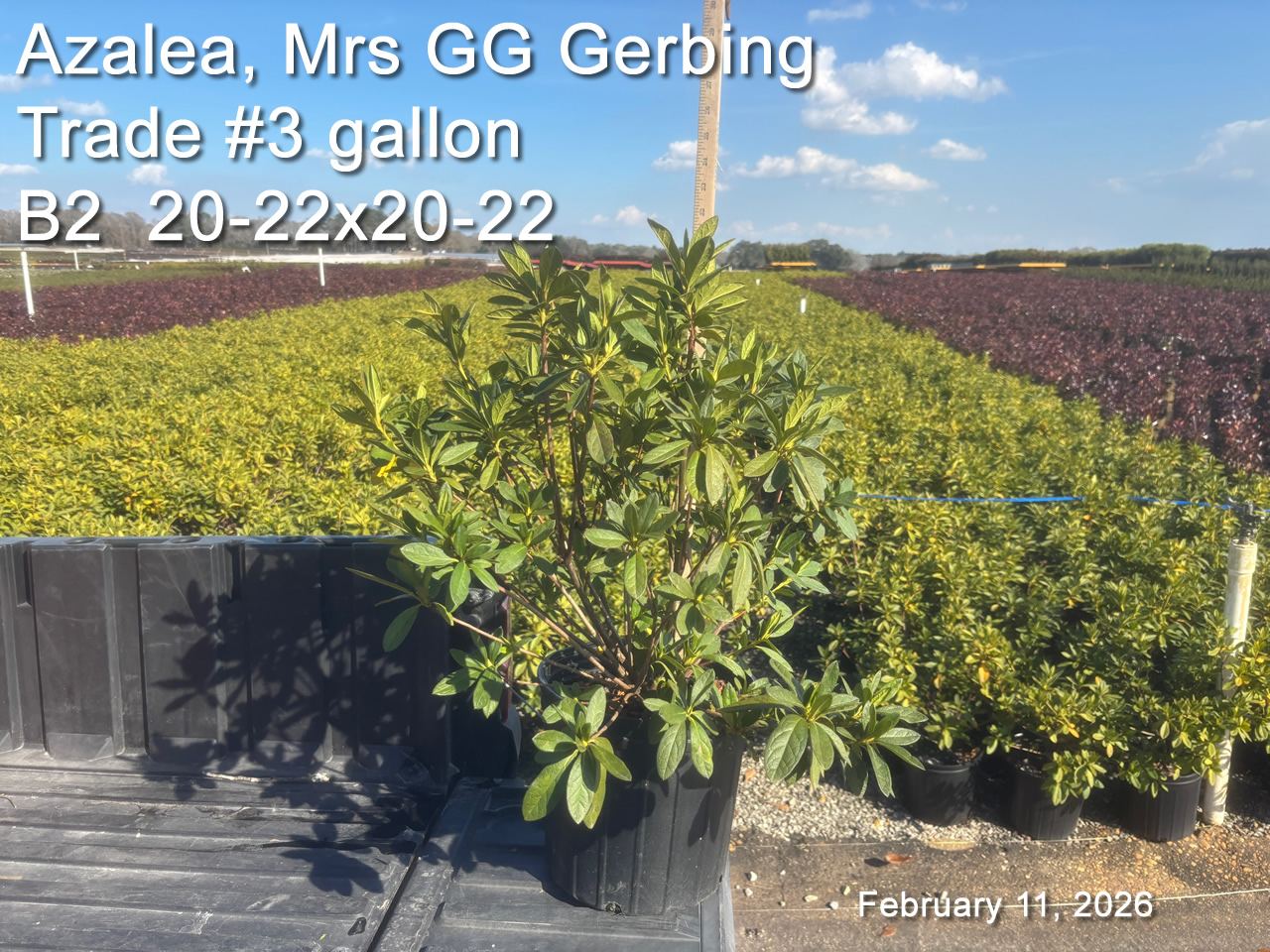 gallery/gg3t b2 feb11.jpg